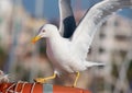 Landing seagull Royalty Free Stock Photo