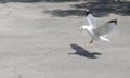 Landing seagull Royalty Free Stock Photo