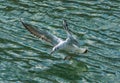 Landing Seagull Royalty Free Stock Photo