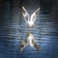 Landing Seagull Royalty Free Stock Photo