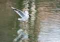 Landing Seagull Royalty Free Stock Photo