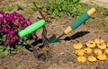 Landing sprouted bulbs of gladioluses