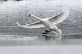 Landing swan on frozen lake