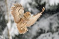 Landing tawny owl Royalty Free Stock Photo