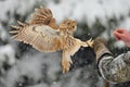 Landing tawny owl on glove Royalty Free Stock Photo