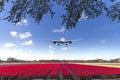 Landing on a tulips red carpet Royalty Free Stock Photo