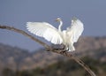 Landing White Egret