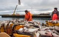 Landings of cod fish in Iceland Royalty Free Stock Photo