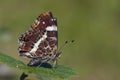 Landkaartje, Map butterfly, Araschnia levana prorsa Royalty Free Stock Photo