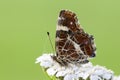 Landkaartje, Map butterfly, Araschnia levana prorsa Royalty Free Stock Photo