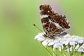 Landkaartje, Map butterfly, Araschnia levana prorsa Royalty Free Stock Photo