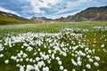 Landmannalaugar Royalty Free Stock Photo