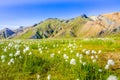 Landmannalaugar - Amazing flower field in the Highland of Iceland Royalty Free Stock Photo