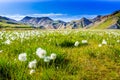 Landmannalaugar - Amazing flower field in the Highland of Iceland Royalty Free Stock Photo