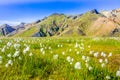 Landmannalaugar - Amazing flower field in the Highland of Iceland Royalty Free Stock Photo