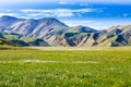 Landmannalaugar - Amazing flower field in the Highland of Iceland Royalty Free Stock Photo