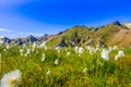 Landmannalaugar - Amazing flower field in the Highland of Iceland Royalty Free Stock Photo