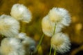 Landmannalaugar - Amazing flower field in the Highland of Iceland Royalty Free Stock Photo