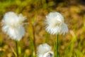 Landmannalaugar - Amazing flower field in the Highland of Iceland Royalty Free Stock Photo