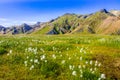 Landmannalaugar - Amazing flower field in the Highland of Iceland Royalty Free Stock Photo