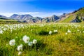 Landmannalaugar - Amazing flower field in the Highland of Iceland Royalty Free Stock Photo