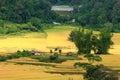 The landmark of mae klang luangs paddy rice field