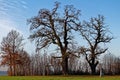 Crucifixion landmark next to oak trees in German countryside