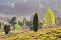 Landmark `Totengrund` in spring, LÃÂ¼neburg Heath Nature Park. Royalty Free Stock Photo