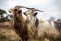 Landrace goats Royalty Free Stock Photo