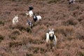 Landrace goats on the moor Royalty Free Stock Photo