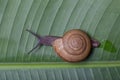 Lands Snail moving on banana leaf Royalty Free Stock Photo