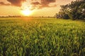 Landscap of rice field and sun set Royalty Free Stock Photo