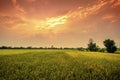 Landscap of rice field and sun set Royalty Free Stock Photo