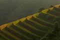 Landscap rice harvest.Mu cang chai,Yenbai,Vietnam.