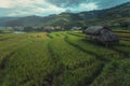 Landscap rice harvest.Mu cang chai,Yenbai,Vietnam.