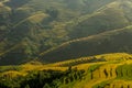 Landscap rice harvest.Mu cang chai,Yenbai,Vietnam.