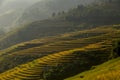 Landscap rice harvest. Mu cang chai, Yenbai, Vietnam.