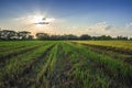 Landscap of rice stubble after harvest Royalty Free Stock Photo