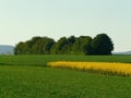 Golden Serenity: A Verdant Symphony of Green and Yellow