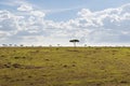 Landscape with acacia trees in savannah at africa Royalty Free Stock Photo