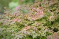 Landscape of Acer palmatum Japanese Maple in Japanischer Garten in Kaiserslautern Germany