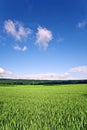 Landscape with acres,corn and white clouds Royalty Free Stock Photo