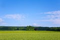 Landscape with acres,corn and white clouds Royalty Free Stock Photo