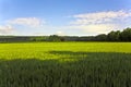 Landscape with acres,corn and white clouds Royalty Free Stock Photo