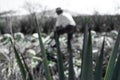 Tequila agave desaturated landscape with plants in color Royalty Free Stock Photo