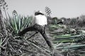 Tequila agave desaturated landscape with plants in color Royalty Free Stock Photo