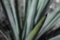 Tequila agave desaturated landscape with plants in color Royalty Free Stock Photo