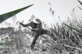 Tequila agave desaturated landscape with plants in color Royalty Free Stock Photo