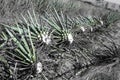 Tequila agave desaturated landscape with plants in color Royalty Free Stock Photo