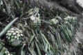 Tequila agave desaturated landscape with plants in color Royalty Free Stock Photo